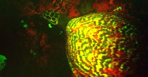 This Glowing Sea Turtle Is The World S First Known Biofluorescent Reptile