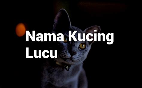 349+ Nama Kucing Lucu, Unik, Bagus, Keren, Islami, Aesthetic!