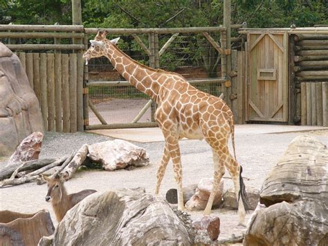 The Online Zoo - Knoxville Zoo