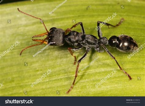 Jumpingjack Ant Stock Photo 65189074 - Shutterstock