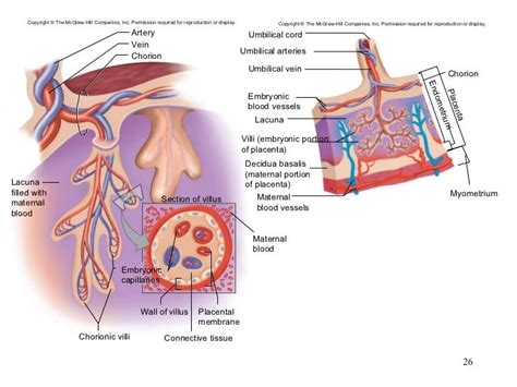 Chapter 23 Pregnancy Growth And Development