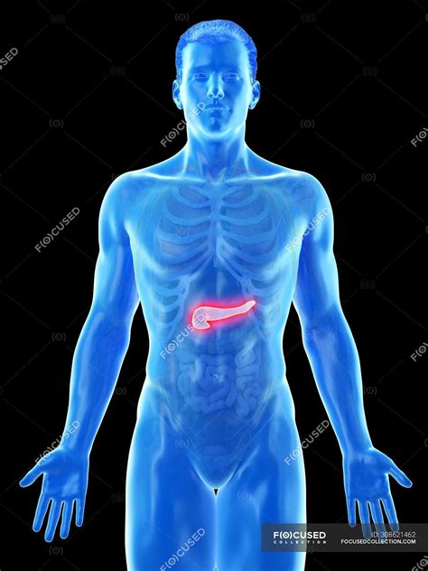 Male Body Pancreas Anatomy Computer Illustration Human Anatomy