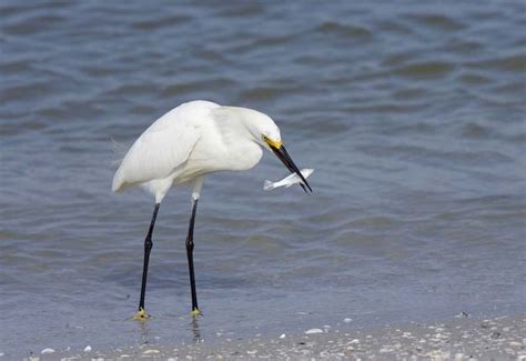 Wildlife Snowy Egret Bird Wallpaper 2013