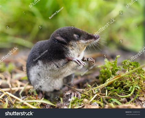 28 Eurasian Water Shrew Images, Stock Photos & Vectors | Shutterstock
