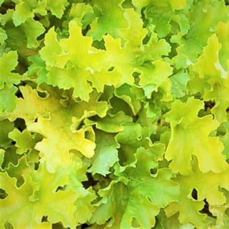 Alunrod Heuchera Hybrida Lime Marmelade Flotte Stauder