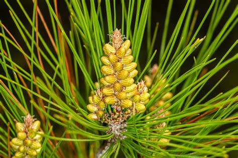 Pinus Brutia Kalabrische Kiefer Pinus Brutia C Wol Flickr