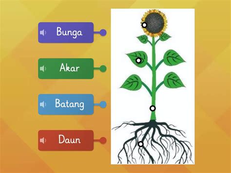 Bahagian Tumbuhan Diagrama Con Etiquetas