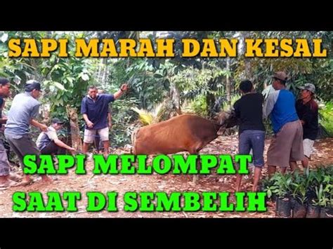 Detik Detik Proses Penyembelihan Sapi Korban Potong Sapi Buat Acara