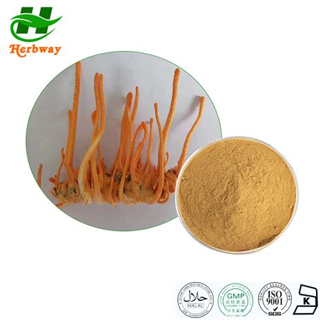 High Quality Cordyceps Cs 4 Cordyceps Militaris Extract Cordyceps Sinensis Extract Powder