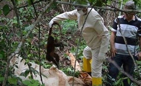 Rio confirma primeiras mortes de macacos por febre amarela Metrópoles