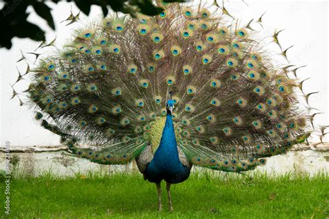 Beautiful peacock with its feathers open on a white background Stock ...