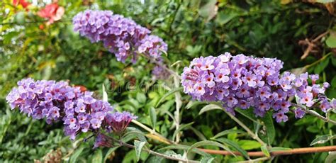 Um Arbusto De Flores Violetas Buddleja Davidii Imagem De Stock Imagem