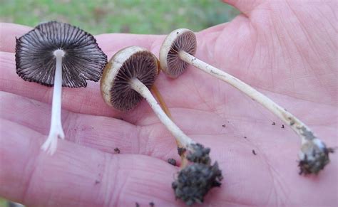 Basidiomycota: Definition, Characteristics, Structure, Reproduction, Examples and Roles