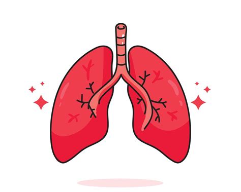 Pulmón Anatomía Humana Biología órgano Sistema Corporal Cuidado De La