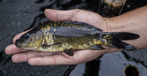 Home — American Carp Society