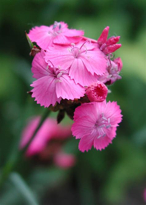 Dianthus carthusianorum | Stonehouse Nursery