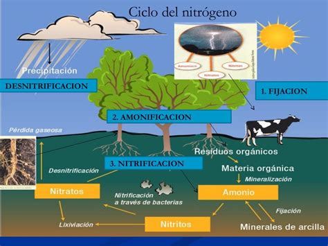 Los Ciclos Biogeoquímicos Ciclo del Nitrógeno