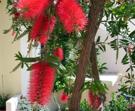 Red Bottle Brush Tree Root System Santos Cerda