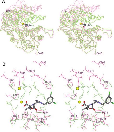 Superposition Of The Native And Inhibitor Bound Ace Structures A The