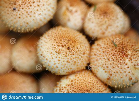 Agarics Falsos Do Mel Dos Cogumelos Venenosos Foto De Stock Imagem De