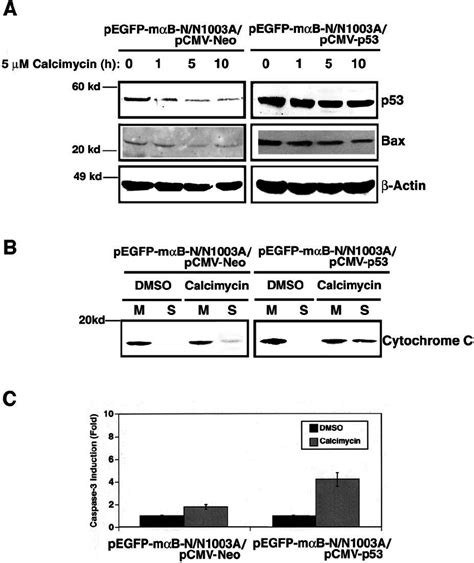 Overexpression Of P53 Attenuates The Antiapoptotic Function Of ␣ Download Scientific Diagram