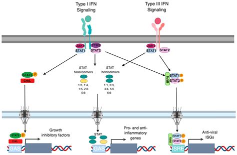 Ijms Free Full Text Differential Regulation Of Type I And Type Iii