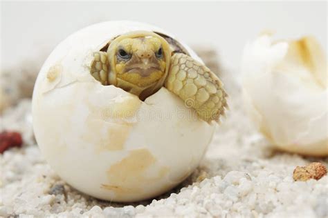 áfrica Espoleó a La Tortuga Naciendo Tortuga Eclosionando De Huevo Foto