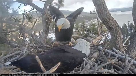 WATCH: Big Bear Lake Bald Eagle Nest Cam