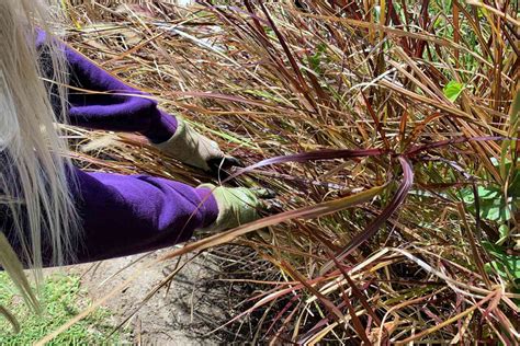 How To Prune Ornamental Grasses