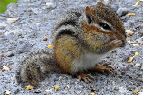 Eastern Chipmunk Vs Least Chipmunk (Pictures) - Wildlife Informer