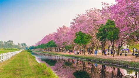 10 Fakta Unik Bunga Tabebuya Si Cantik Yang Mirip Pohon Sakura Orami