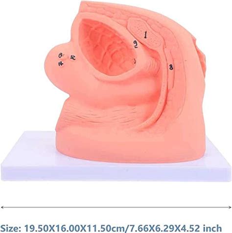 HGYYIO Urinary Catheterization Model Internal External Genital Anatomy