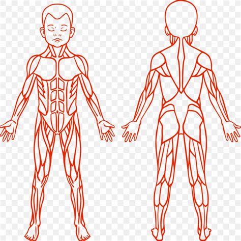 Human Muscle Diagram Printable