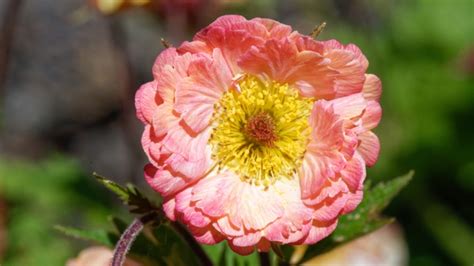 How To Plant Grow And Care For Geum Flowers