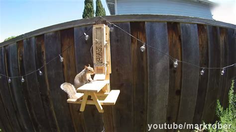 Former NASA Engineer Created An Obstacle Course To Stop Squirrels From ...