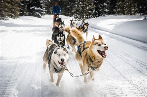 Dog Sledding Tours in Juneau: Cost and Reviews — Juneau Hotel