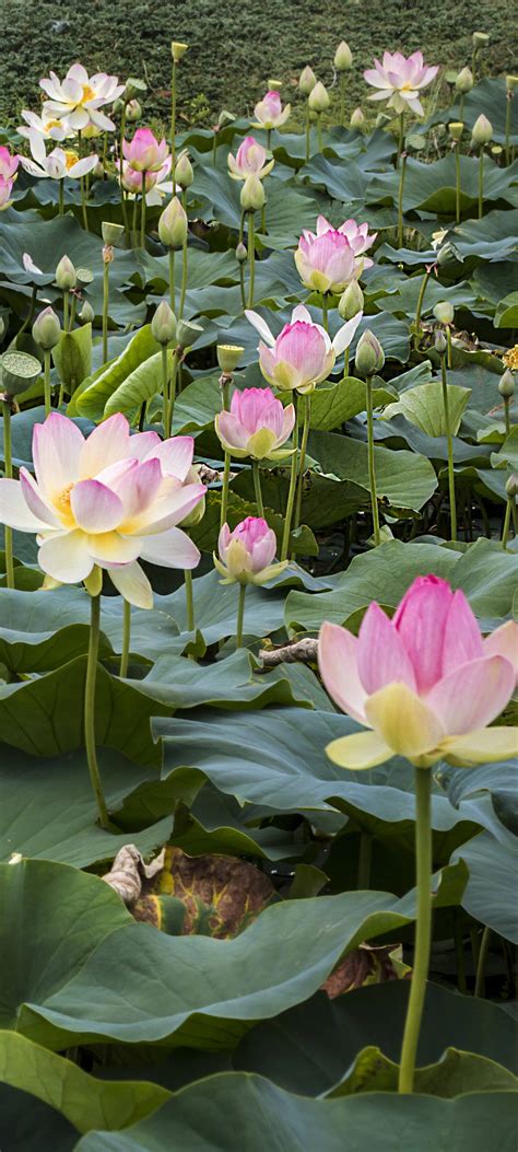 Download Sacred Lotus Flower Field Wallpaper