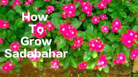 How To Grow Sadabahar Vinca Plant Sadabahar Kemiti Lageibe 🌸