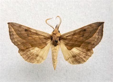 Check Out These 6 Bizarre Moths Nspirement