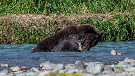 Philippe Jeanty - Alaska, Grizzly bear eating a salmon