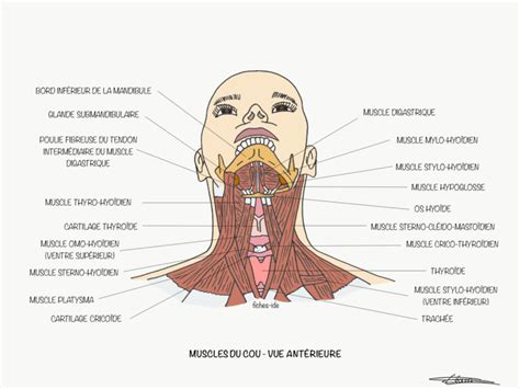 Muscles Du Cou Vue Ant Rieure Fiches Ide