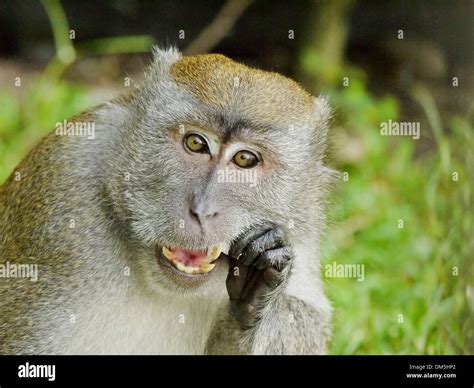 Monkey Eating A Coconut Stock Photo Alamy