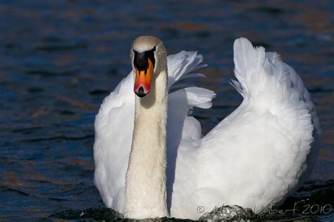 Faune Oiseaux Oiseaux