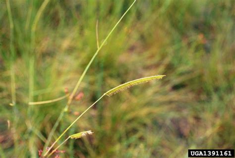 Toothache Grass Ctenium Aromaticum Cyperales Poaceae 1391161