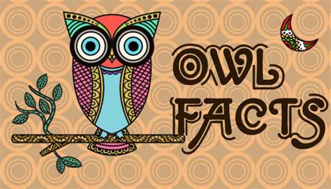 15 Fun Facts About Owls Gk For Kids Mocomi