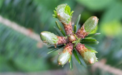 Spruce Buds Stock Photo Image Of Pine Wood Seasonal 278300612