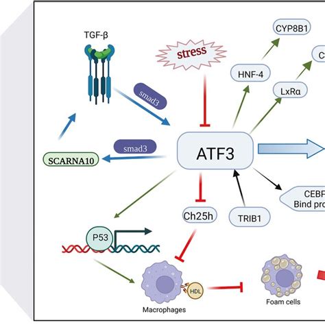 Human ATF3 Gene Organization And Its Isoforms The Human ATF3 Gene Is