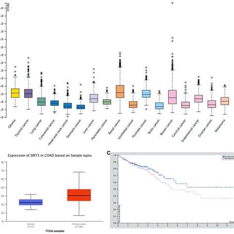 SIRT3 Overexpression Is Correlated With Survival In CRC A SIRT3