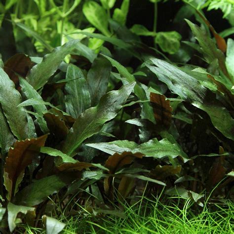 Cryptocoryne Beckettii Petchii Aquasabi Aquascaping Shop