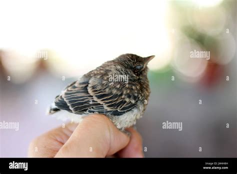 Oiseau De Paix Banque De Photographies Et Dimages Haute R Solution